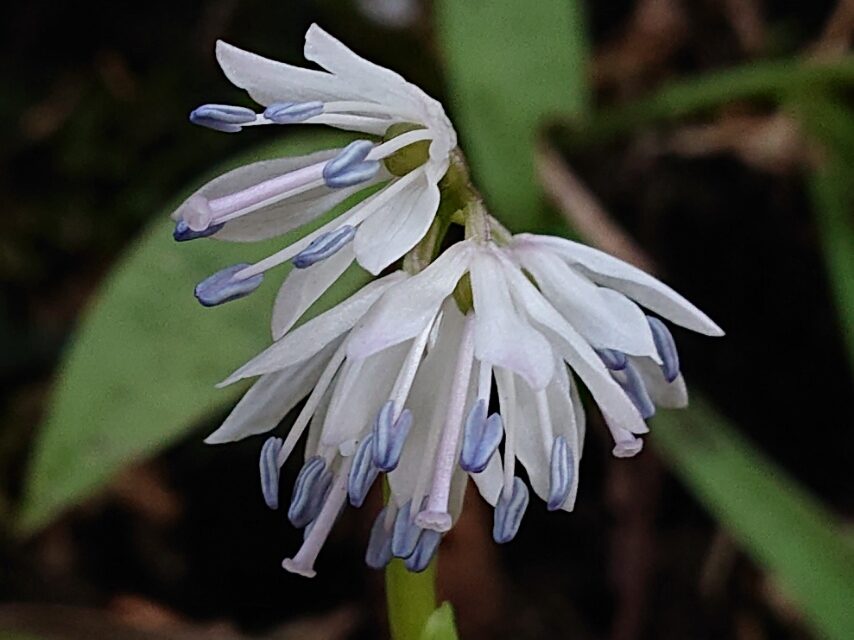 ショウジョウバカマ-1