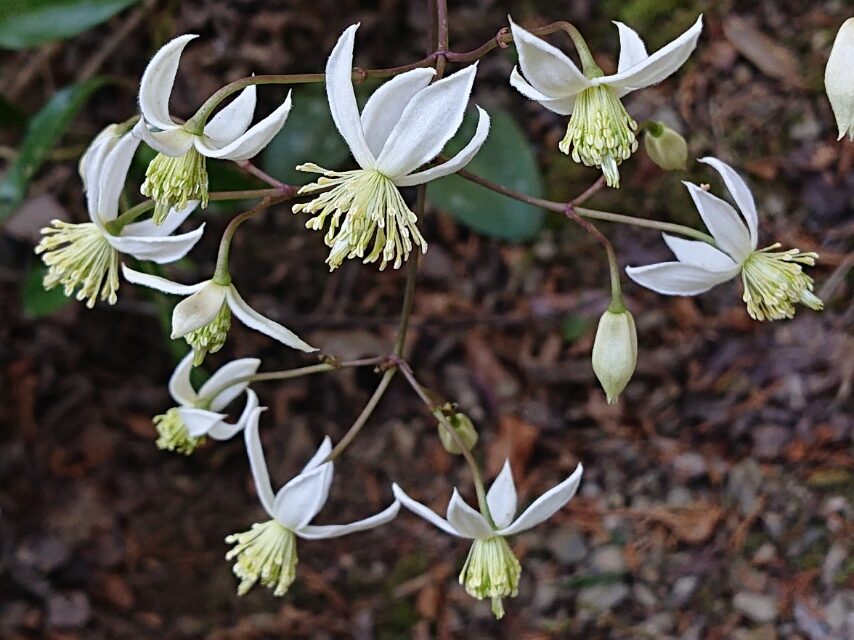 ヤマハンショウヅル-2