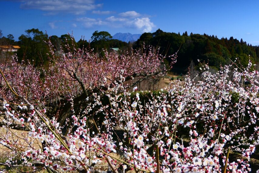 鹿児島都市農業センターのウメ-1