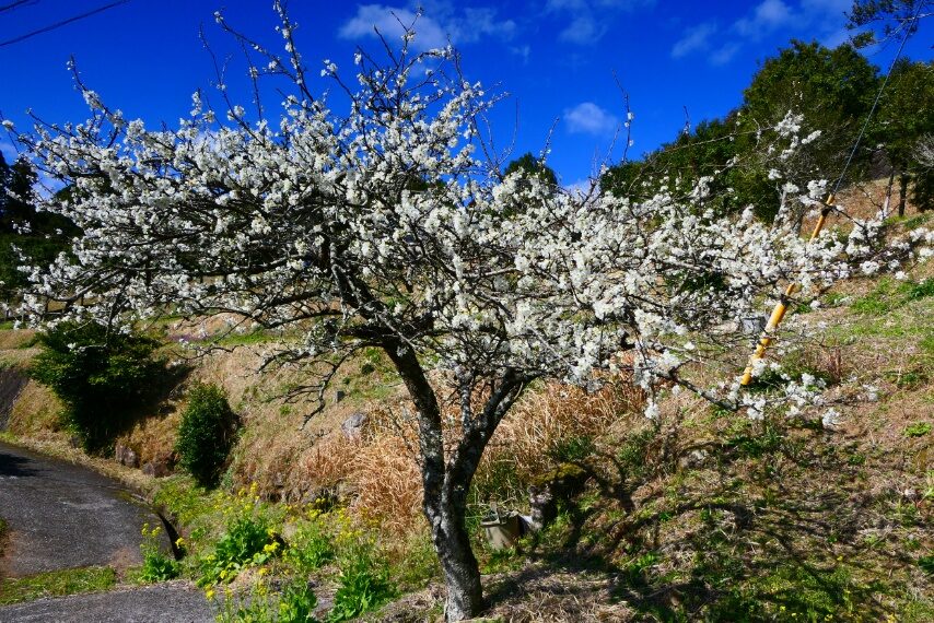南さつま市玉虫野の一本桜 イズノオドリコとスモモが満開-1
