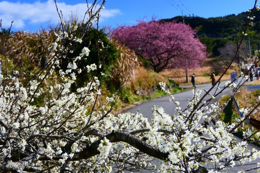 南さつま市玉虫野の一本桜 イズノオドリコとスモモが満開-2