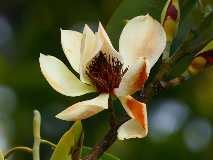 ミヤマガンショウカ