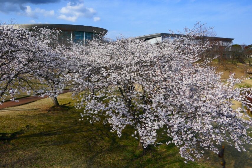 鹿児島ふれあいスポーツランドのダンリュウ満開-1