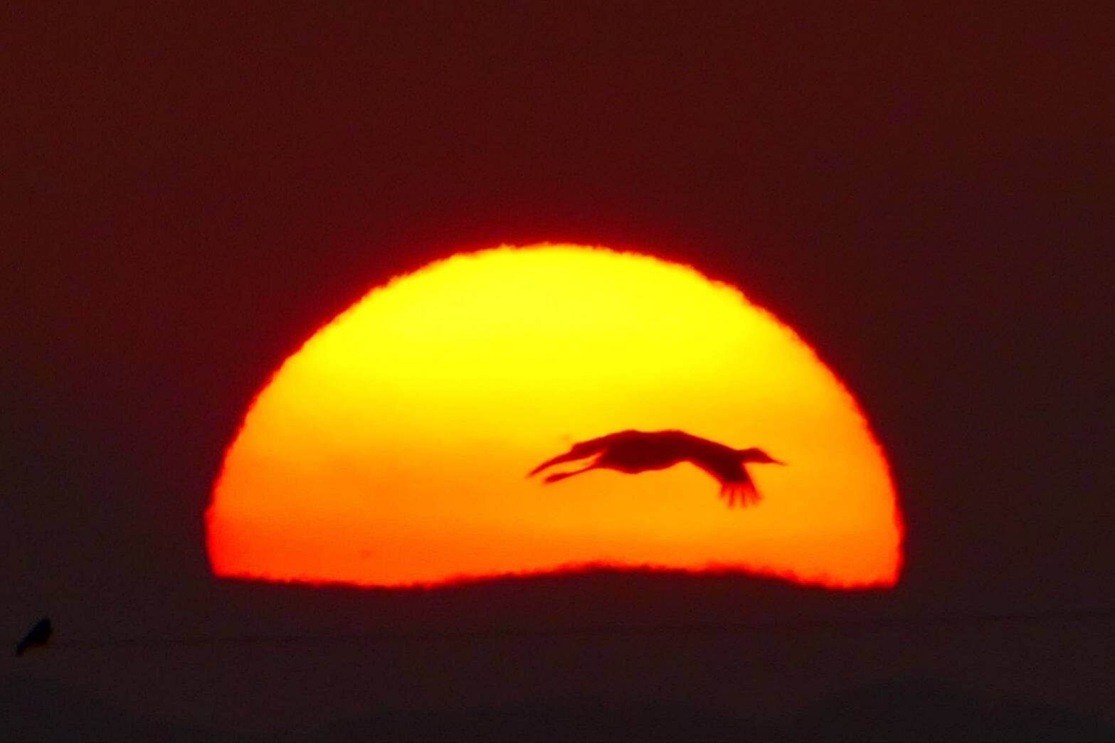 ご来光とツル-1