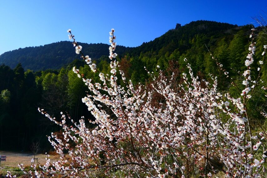 藺牟田池のウメが見頃-3