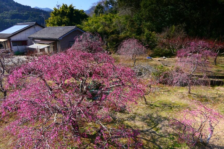 高江町大重様宅のシダレウメ-2