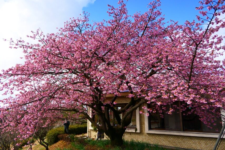 県立吉野公園のカワヅザクラやウメ-3