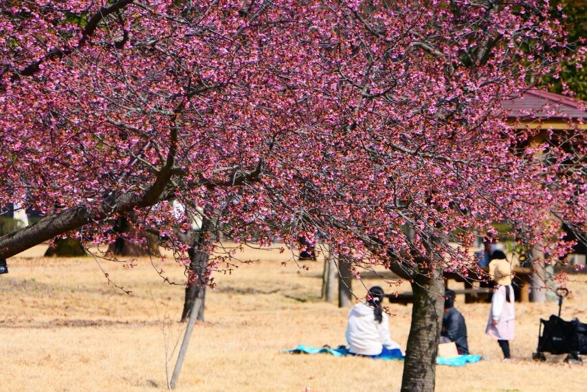 県立吉野公園のカワヅザクラやウメ-4