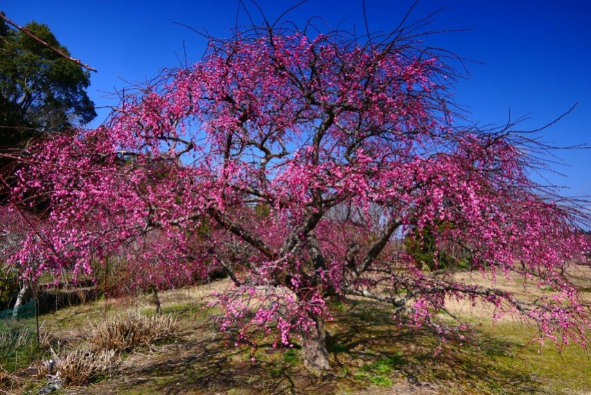 高江町大重様宅のシダレウメ-1