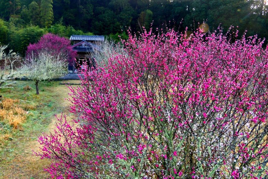 姶良市寺師の臥竜梅