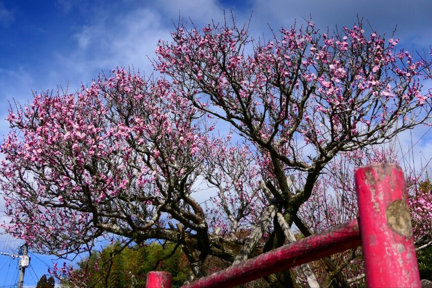 藤川天神の臥竜梅
