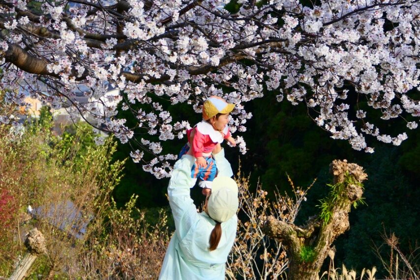 鹿児島ふれあいスポーツランドのダンリュウ満開-3