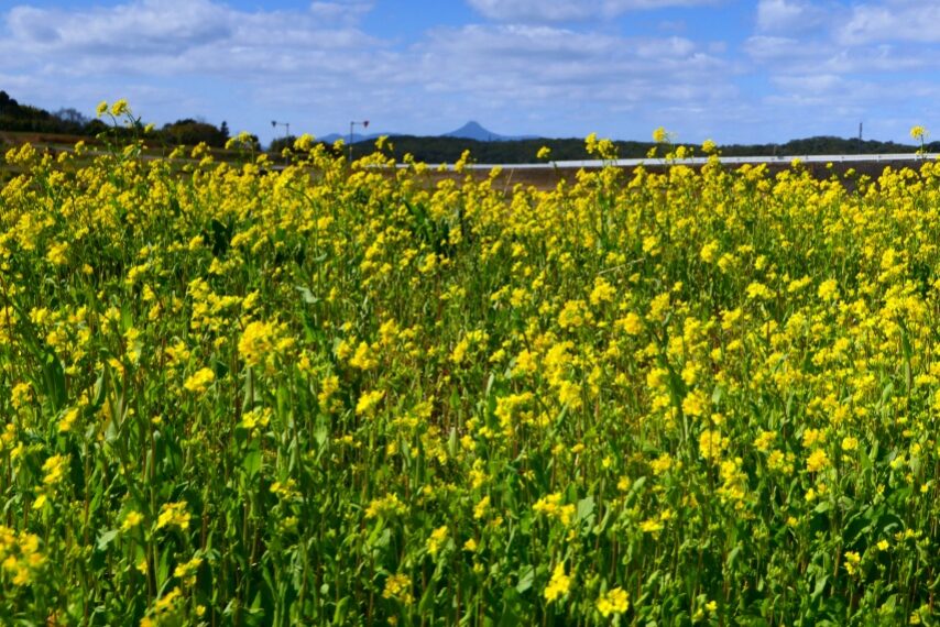 金峰町のナノハナ-2