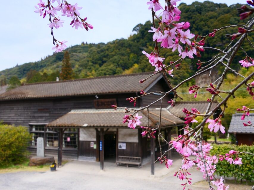 嘉例川駅 シダレザクラ-1