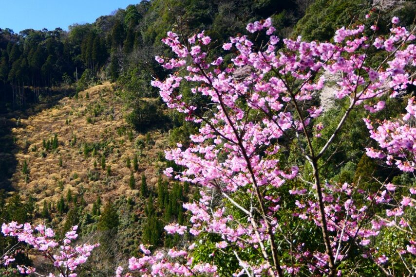 宮崎県西米良村の春-4