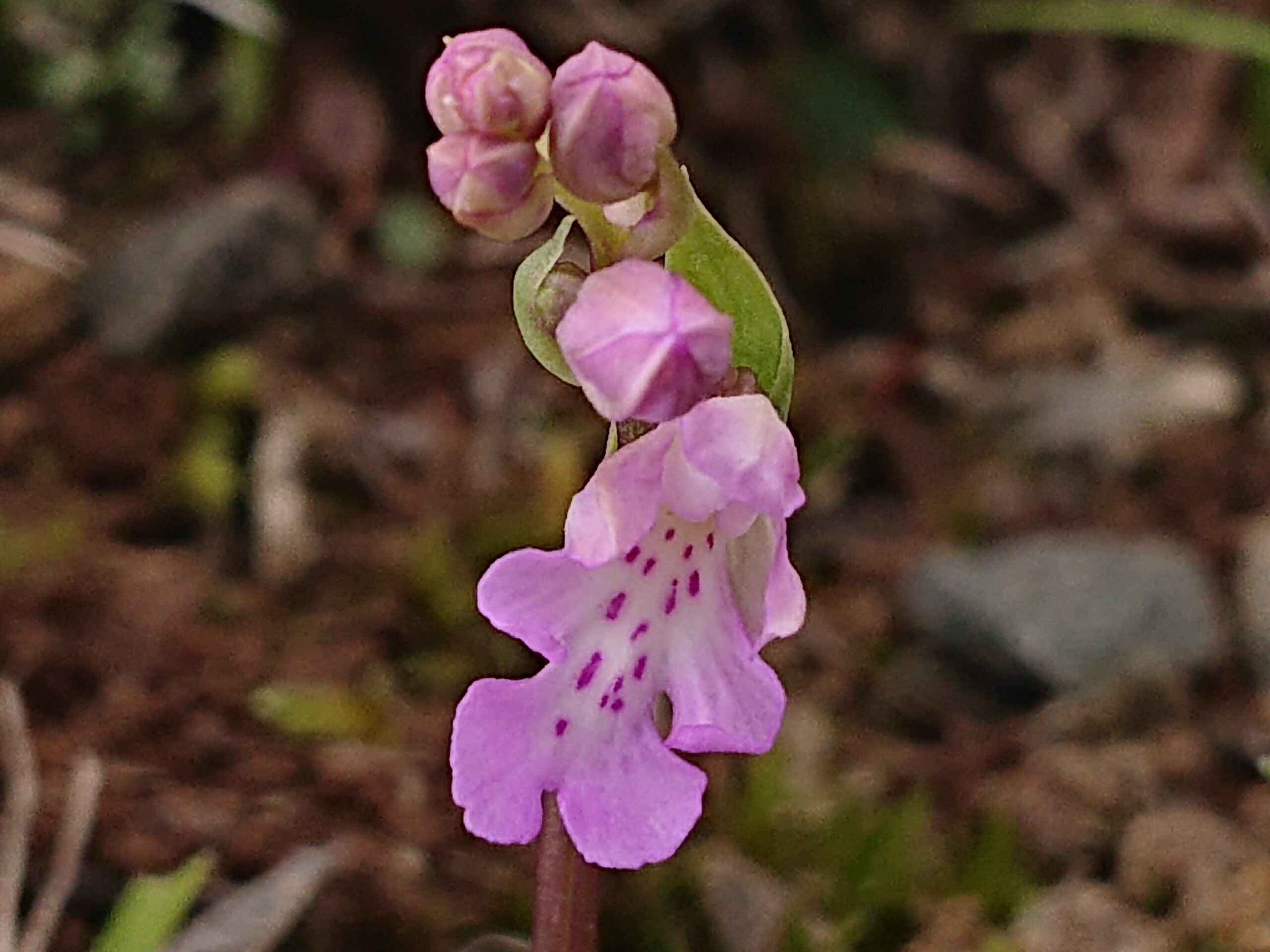 オキナワチドリ