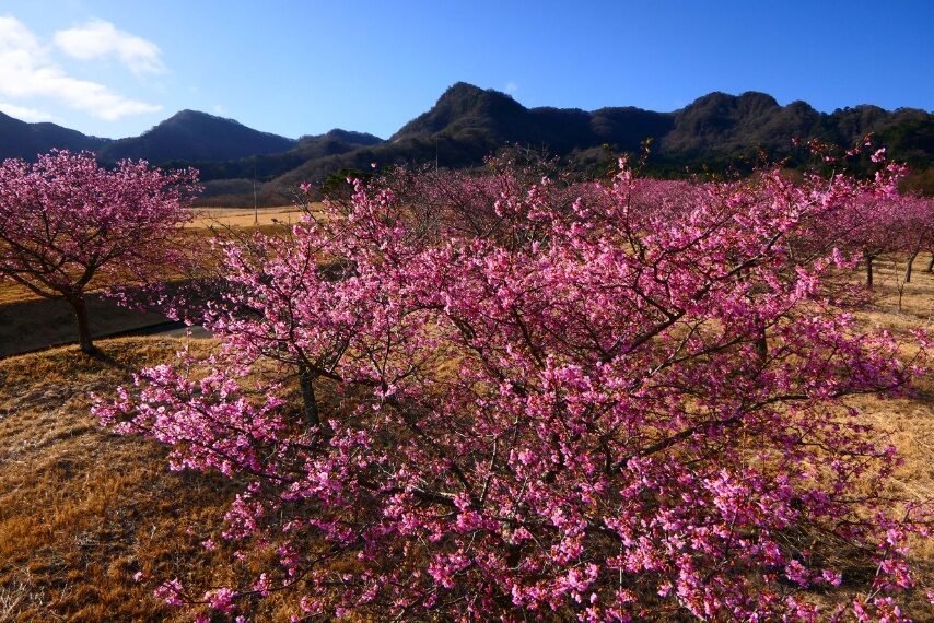 南阿蘇アスペクタのカワヅザクラがほぼ満開-2