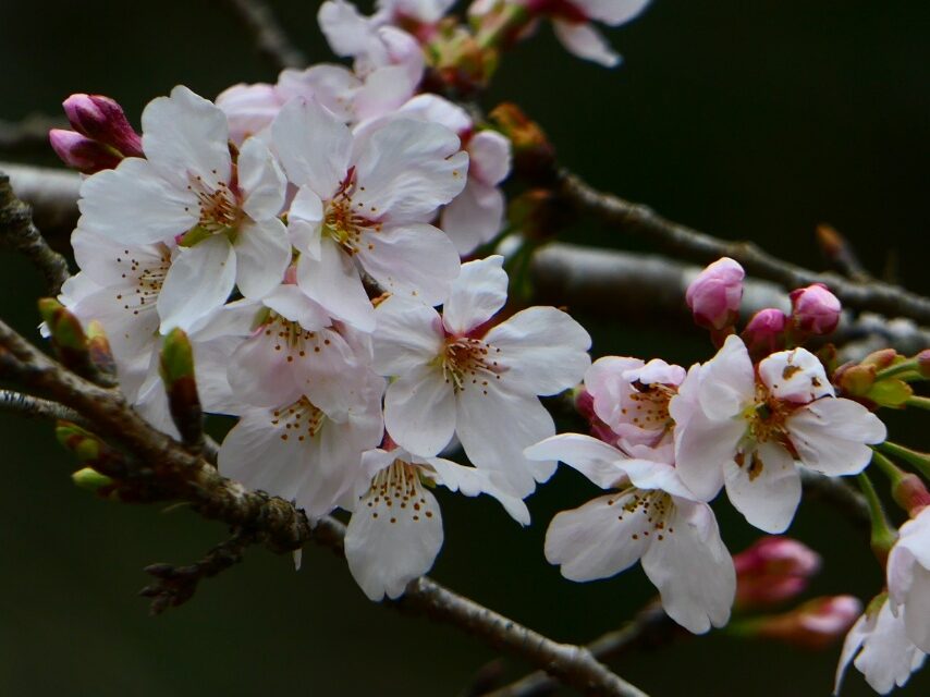 県民の森 ソメイヨシノ