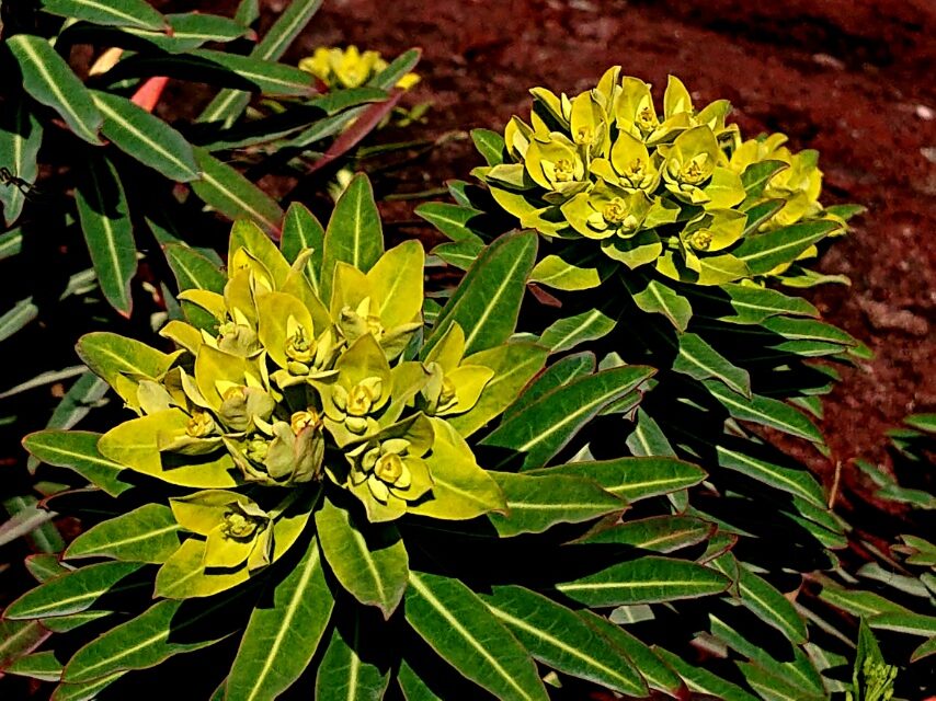 イワタイゲキ-2