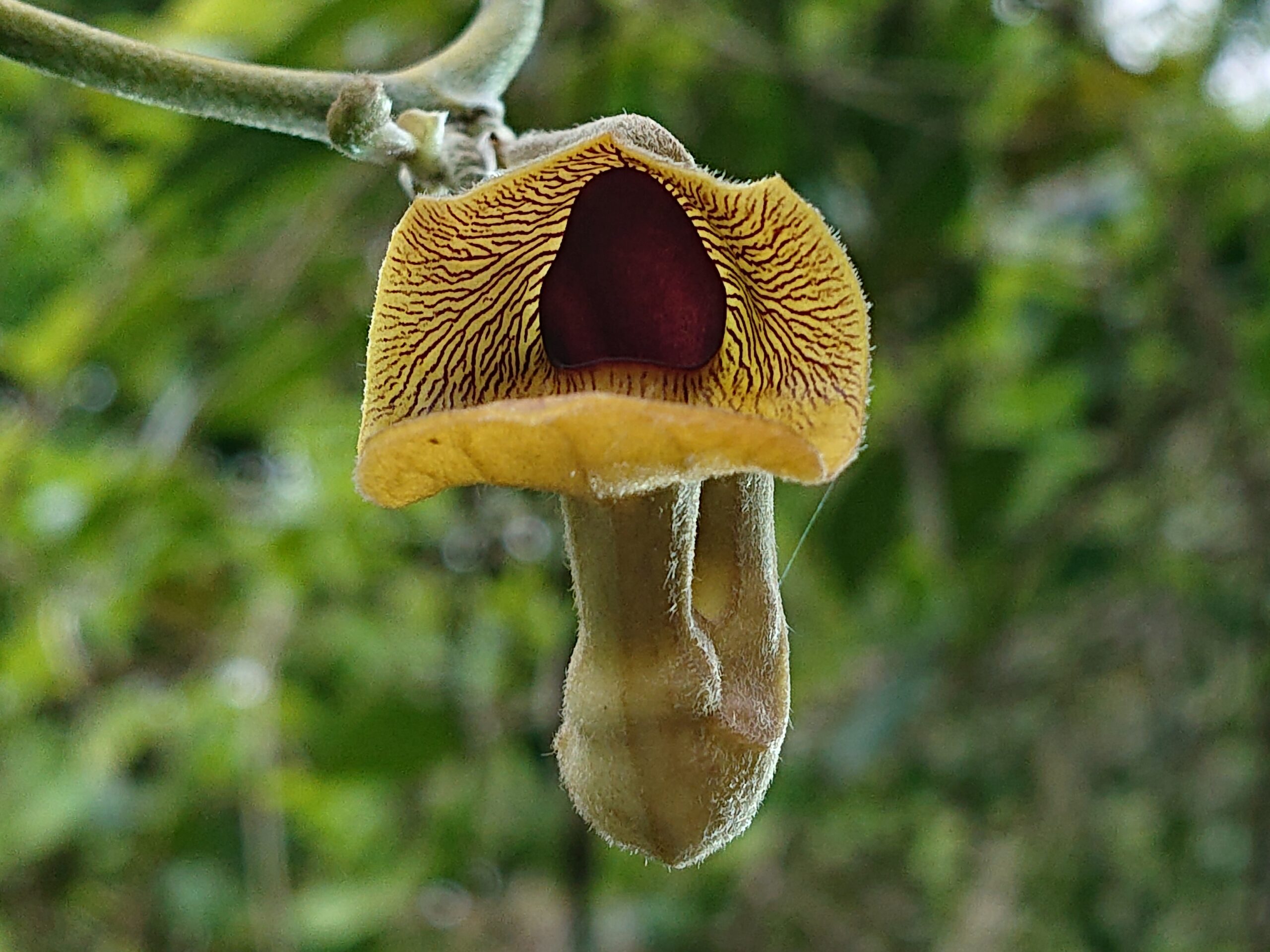 オオバウマノスズクサ