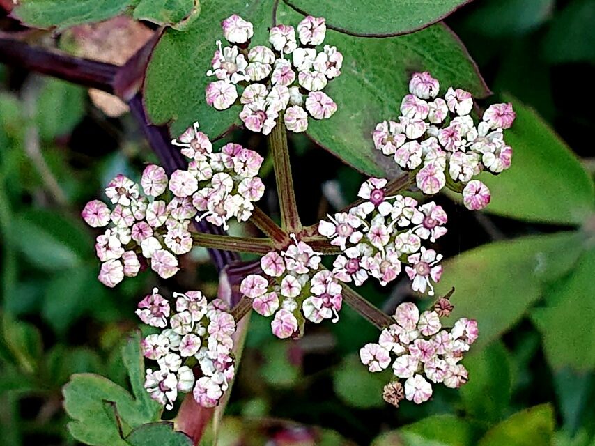 ボタンボウフウ