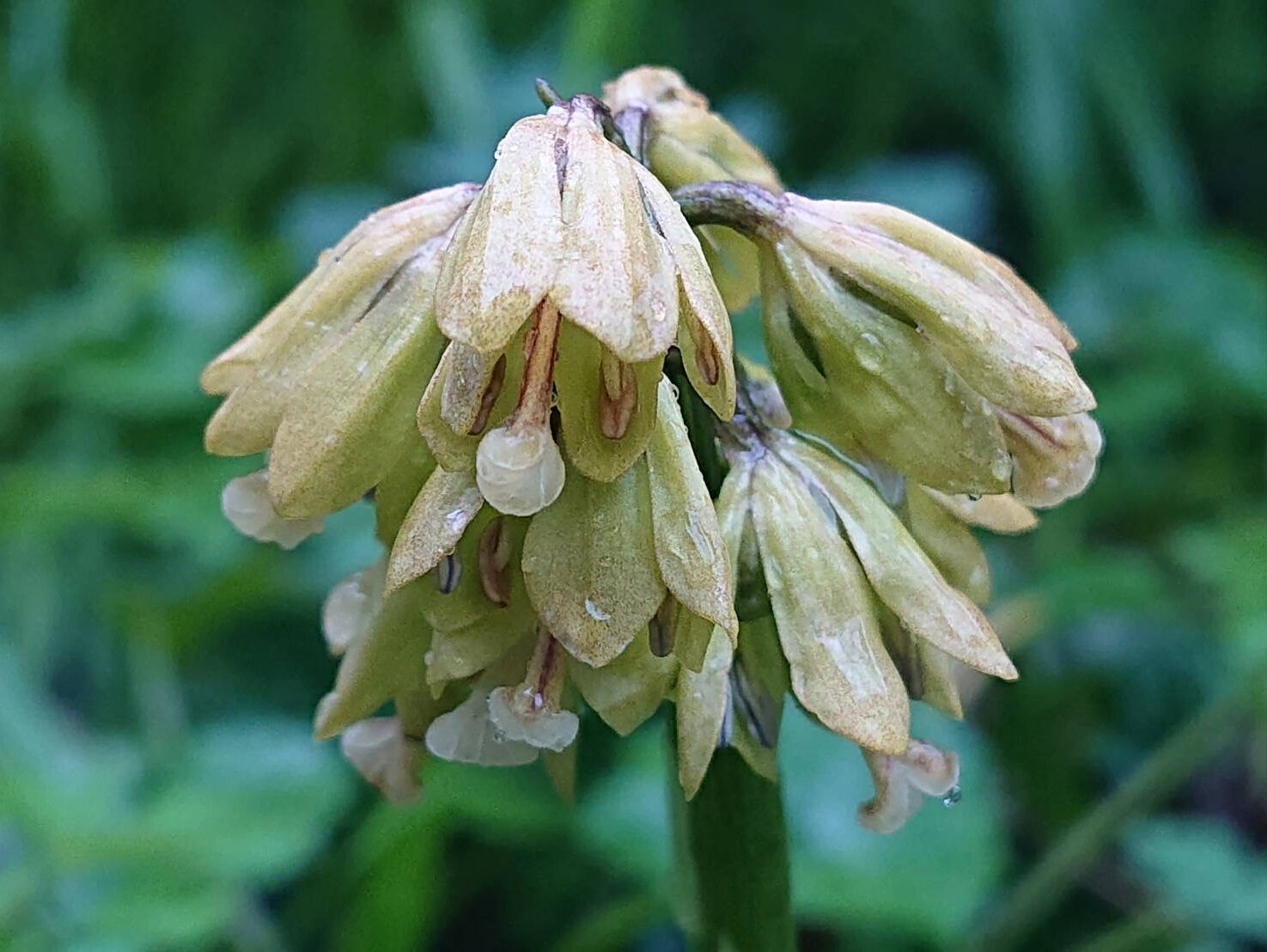 ショウジョウバカマの七変化-8