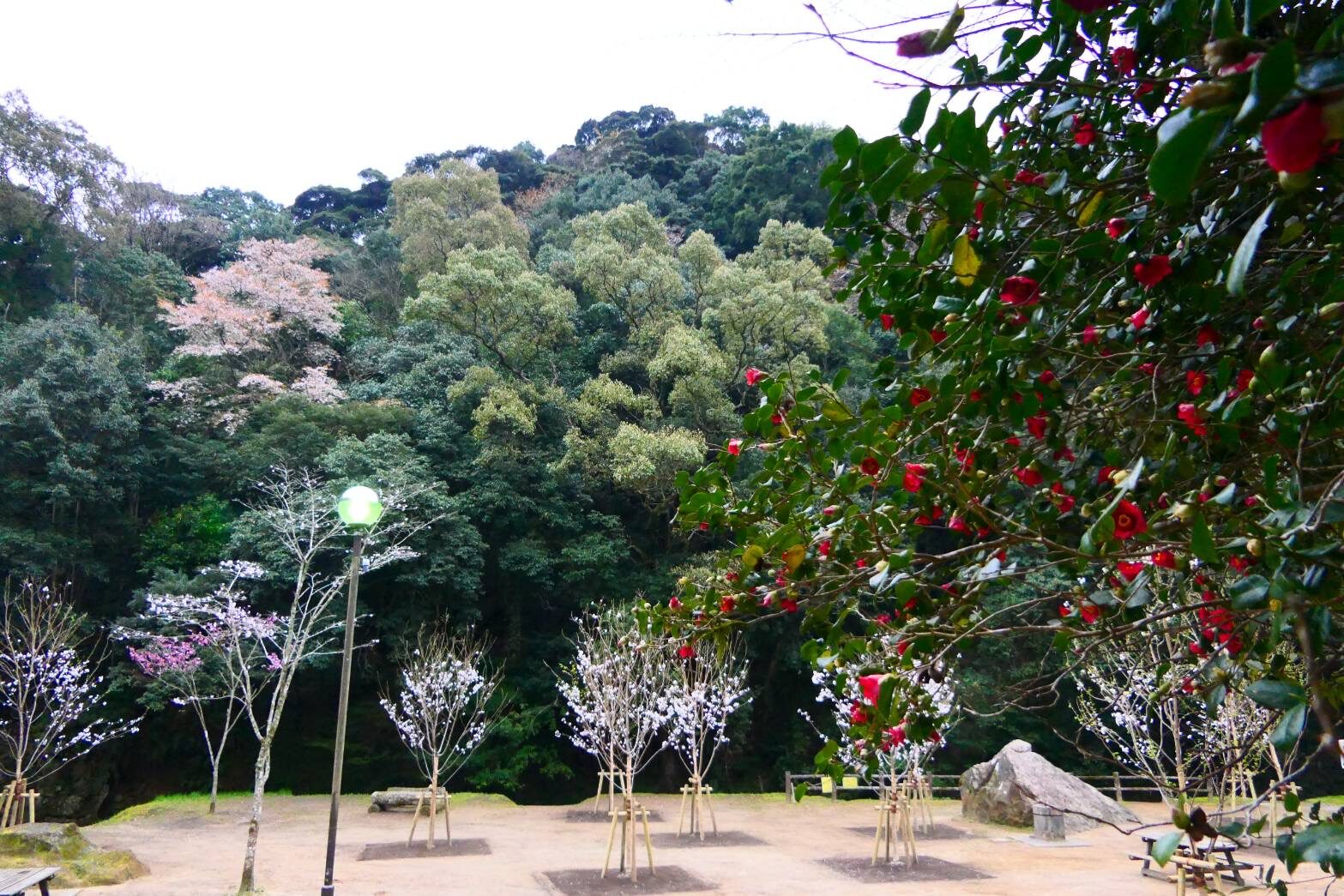 慈眼寺公園のジンダイアケボノザクラ-1