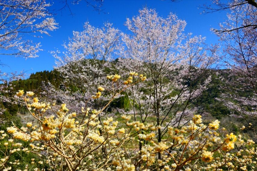 宮崎県西米良村の春-1