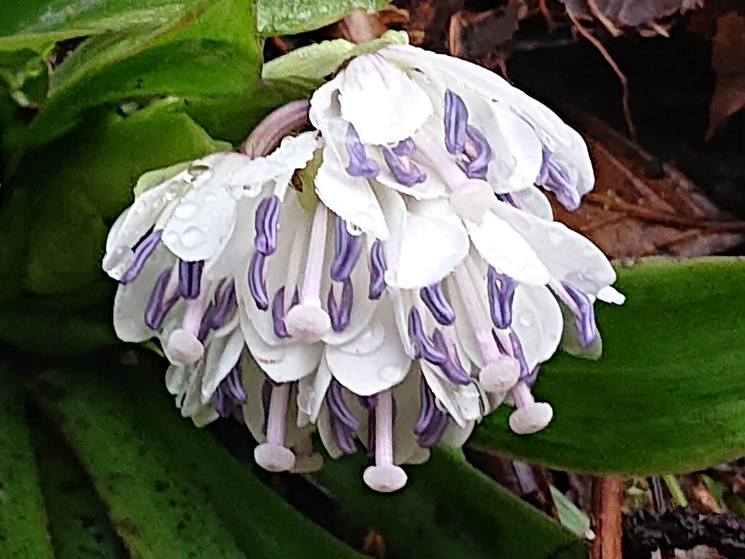 ショウジョウバカマの七変化-5