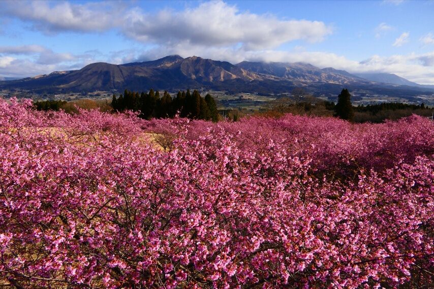 南阿蘇アスペクタのカワヅザクラがほぼ満開-1