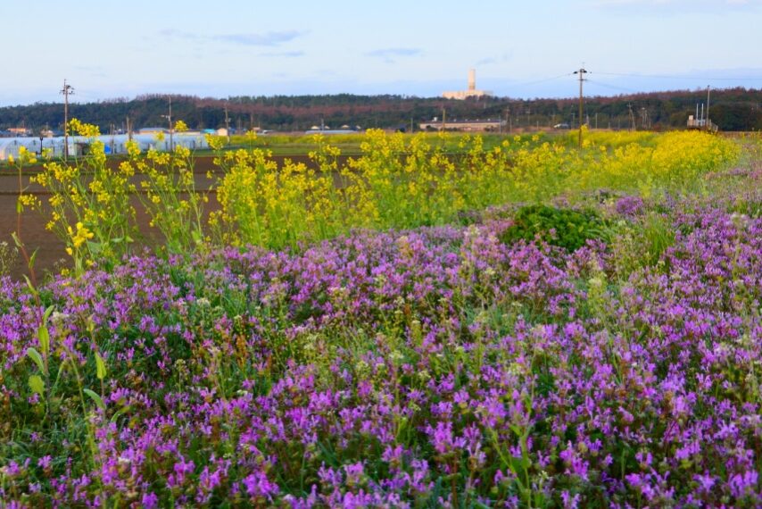 南さつま市金峰町 堀川河川敷ではナノハナが満開-5