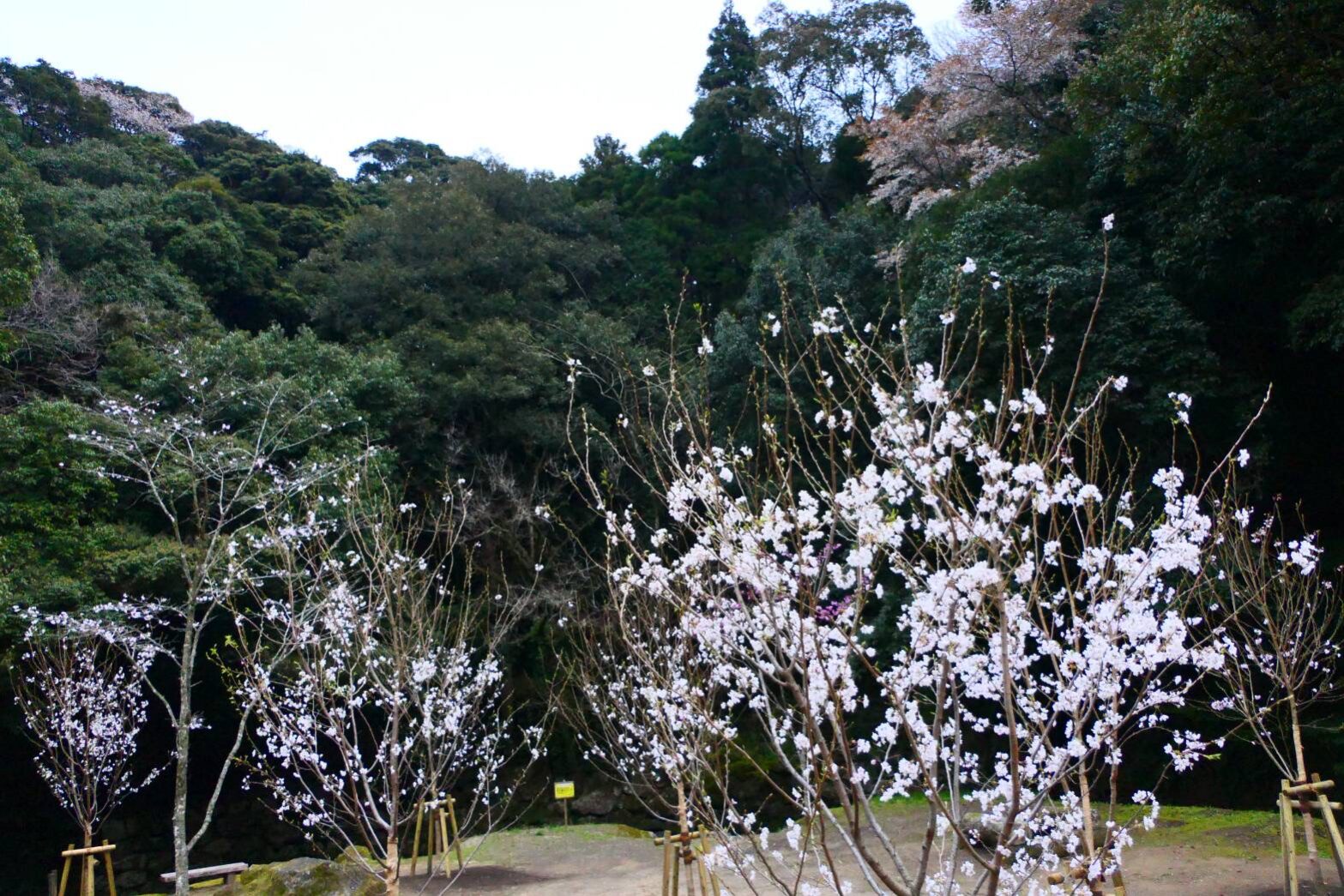 慈眼寺公園のジンダイアケボノザクラ-5
