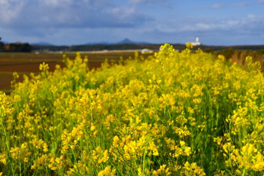 南さつま市金峰町 堀川河川敷ではナノハナが満開-4