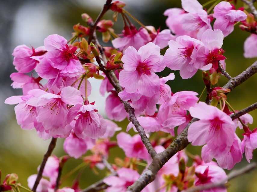 県民の森 陽光桜