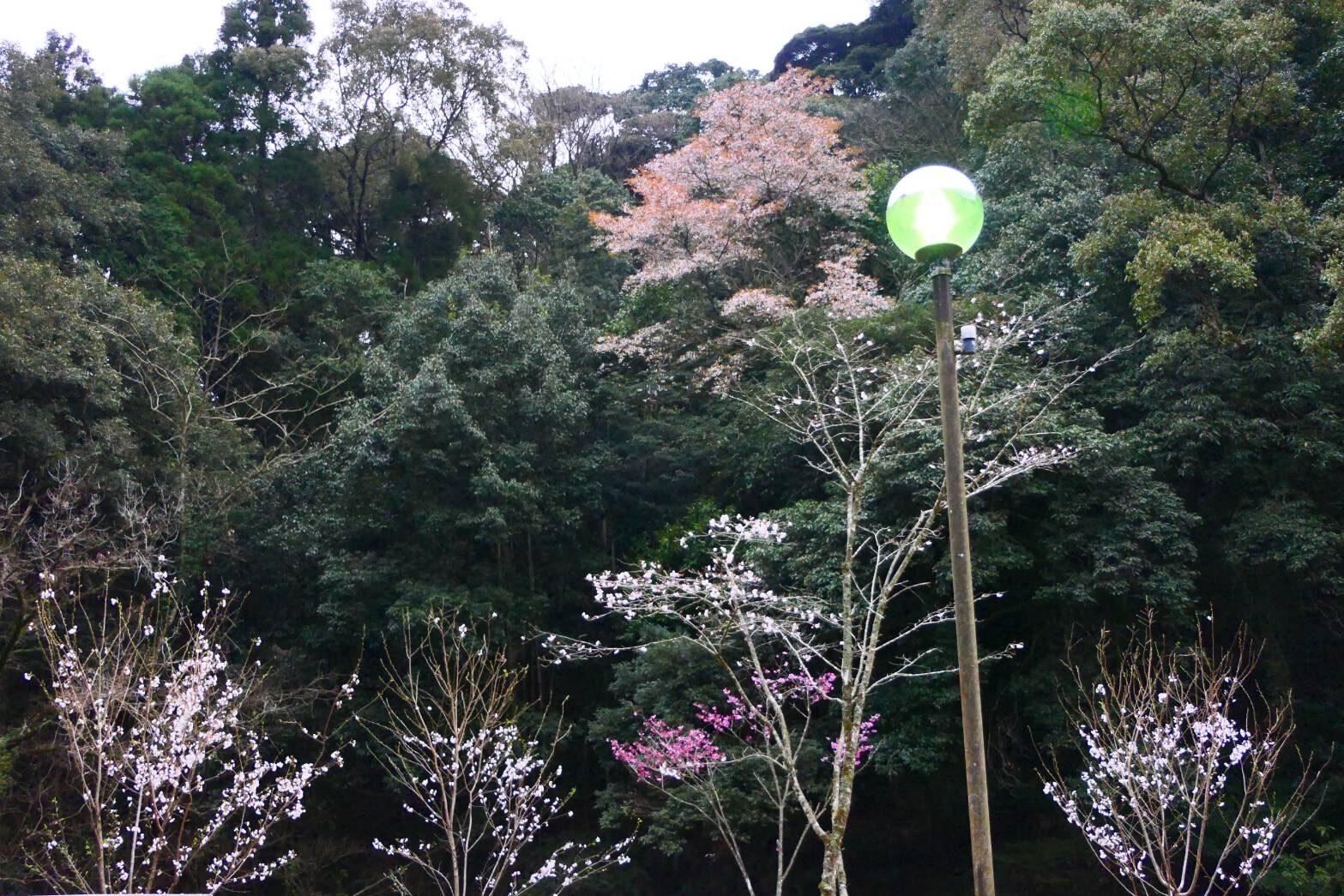 慈眼寺公園のジンダイアケボノザクラ-3