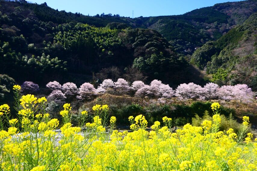 宮崎県西米良村の春-3