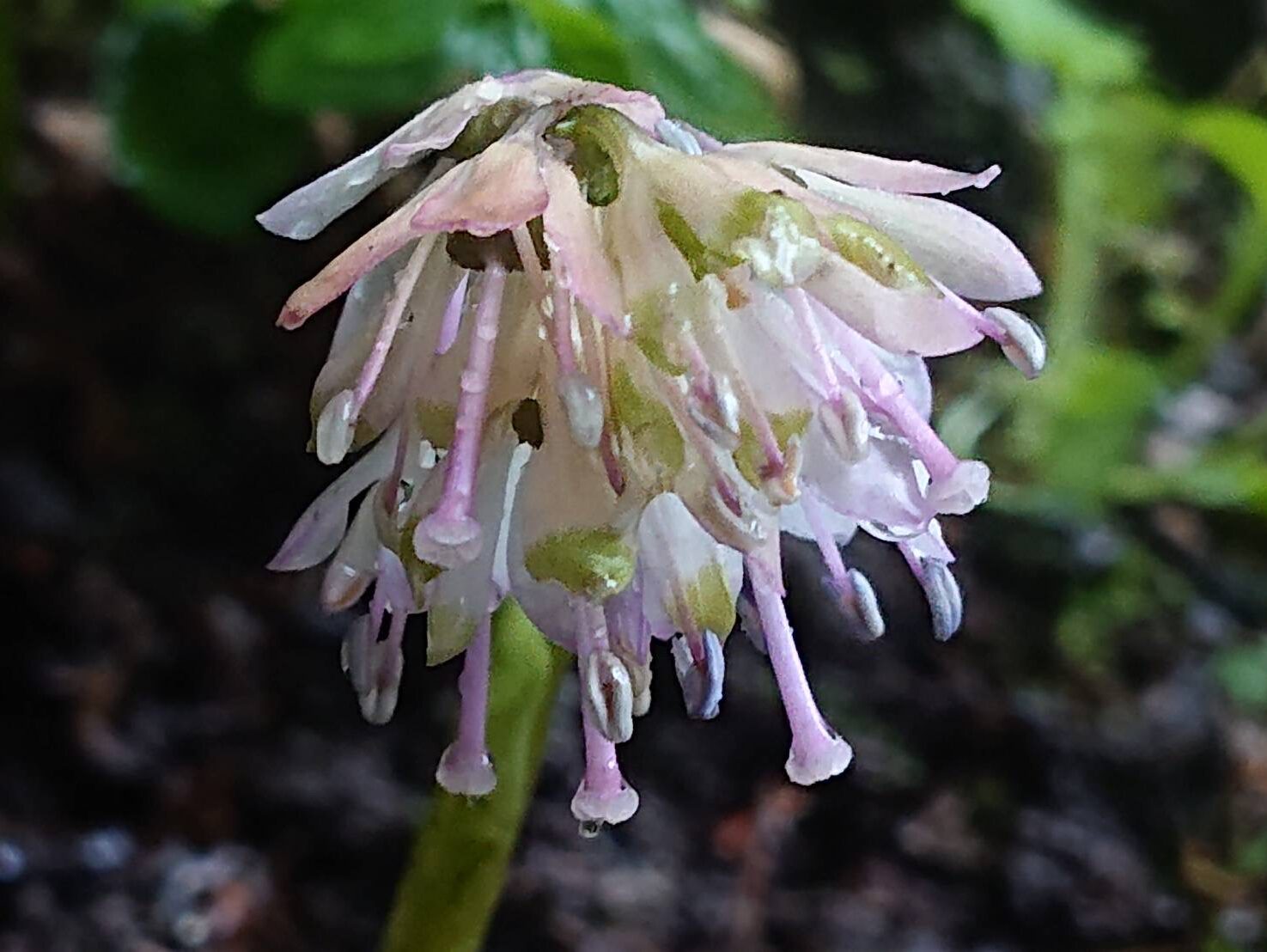 ショウジョウバカマの七変化-3