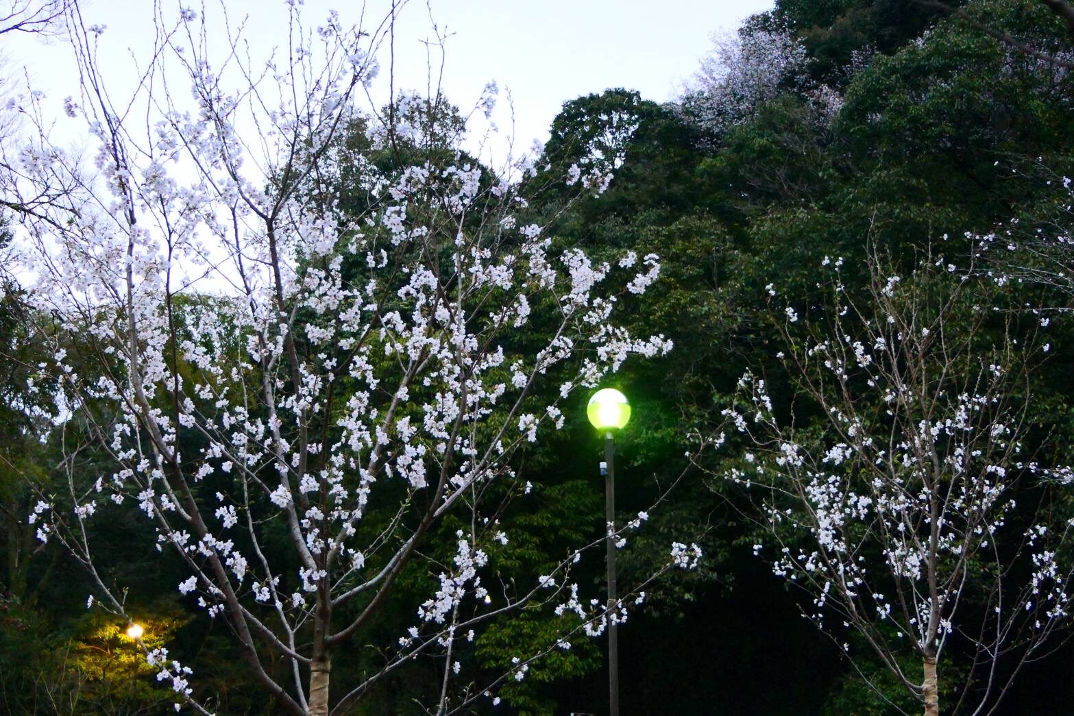 慈眼寺公園のジンダイアケボノザクラ-7