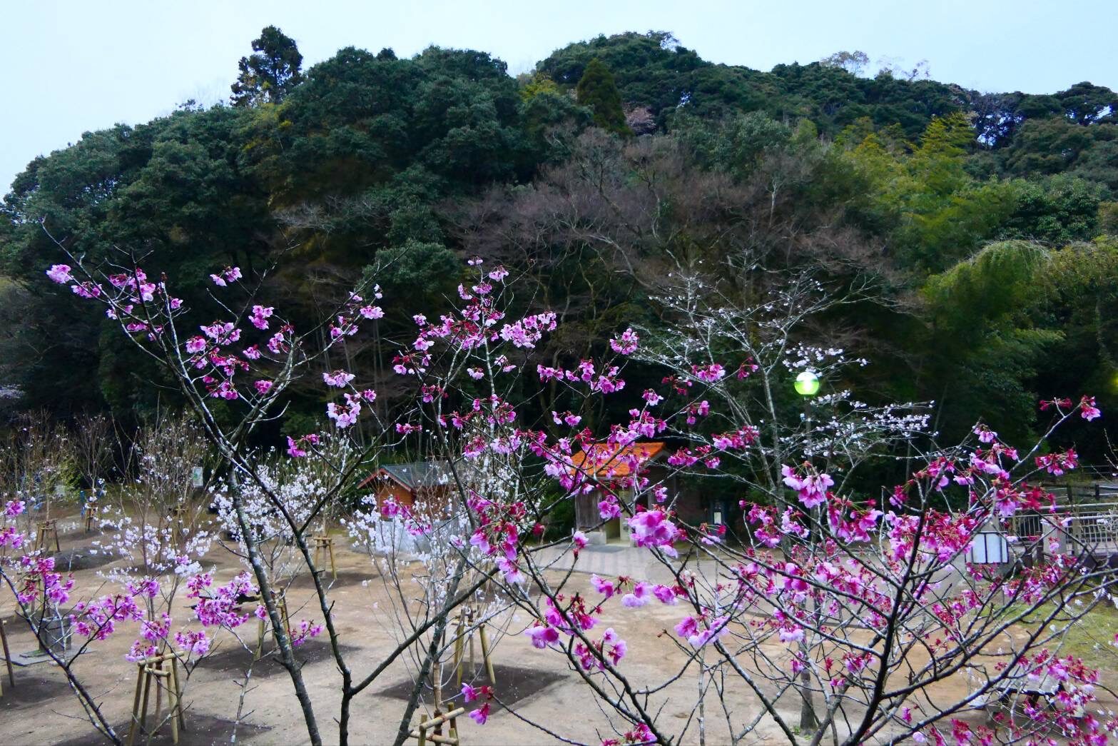 慈眼寺公園のジンダイアケボノザクラ-4