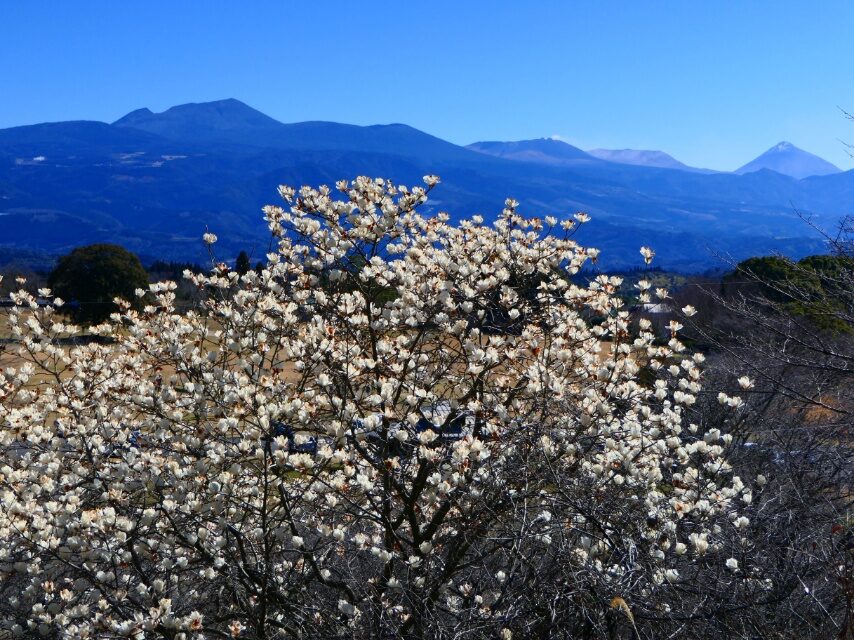 霧島市丸岡公園からハクモクレン越しに霧島連山