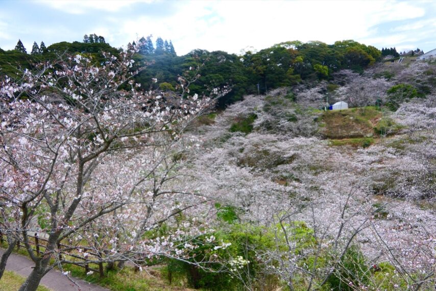 観音ケ池市民の森のサクラが満開-5