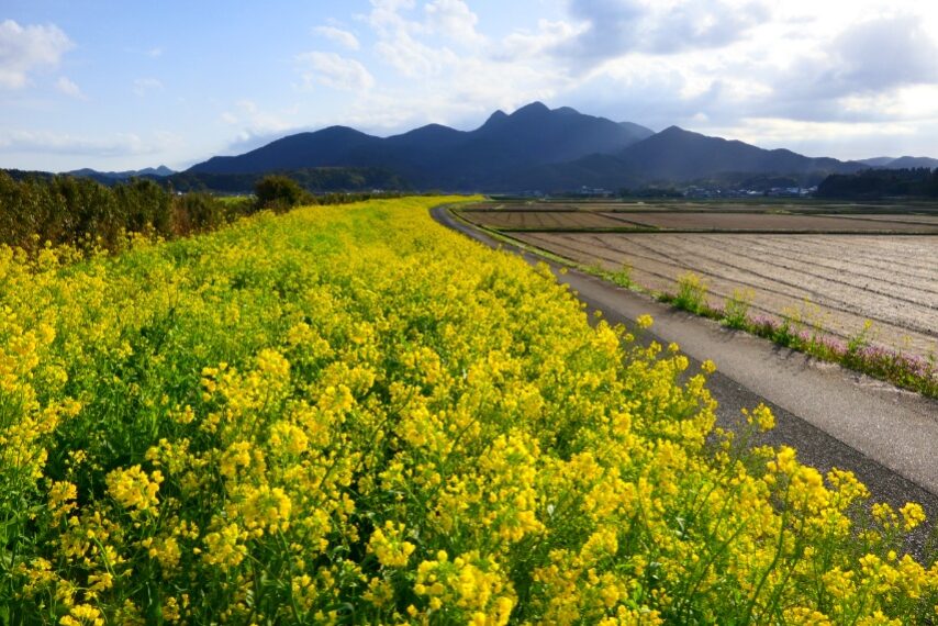 南さつま市金峰町 堀川河川敷ではナノハナが満開-2