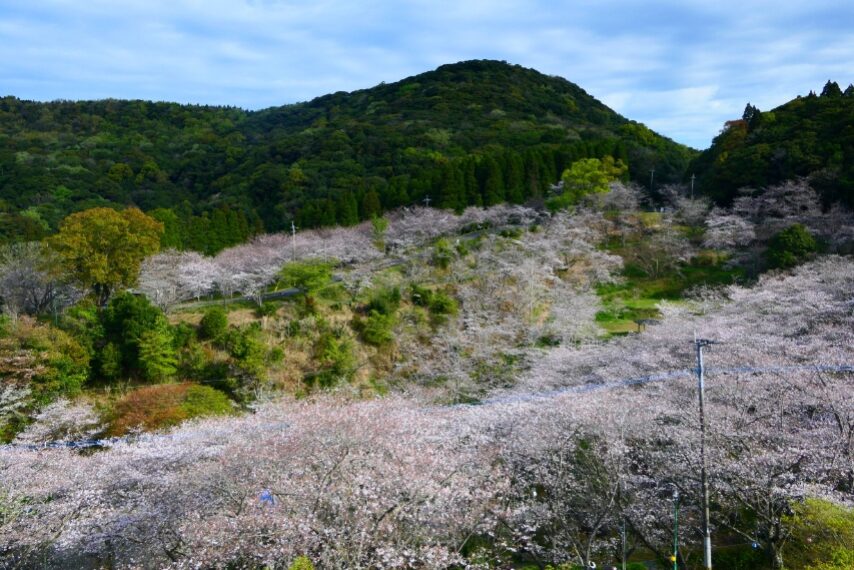 観音ケ池市民の森のサクラが満開-4
