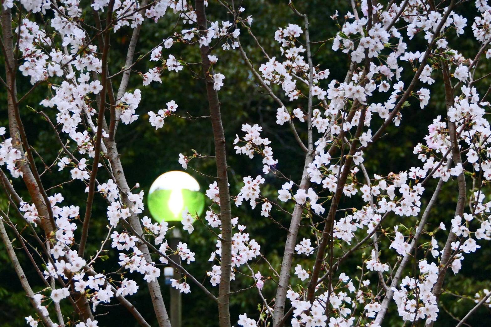 慈眼寺公園のジンダイアケボノザクラ-6