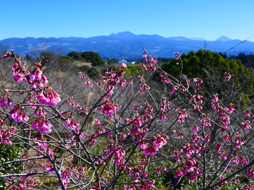 霧島市丸岡公園からカンヒザクラ越しに霧島連山