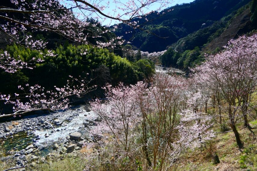 宮崎県西米良村の春-5