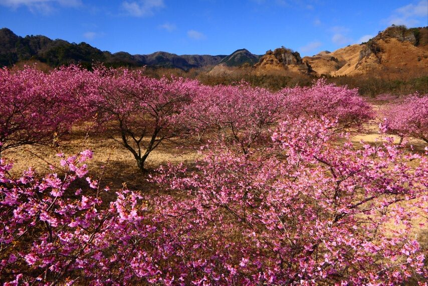 南阿蘇アスペクタのカワヅザクラがほぼ満開-3