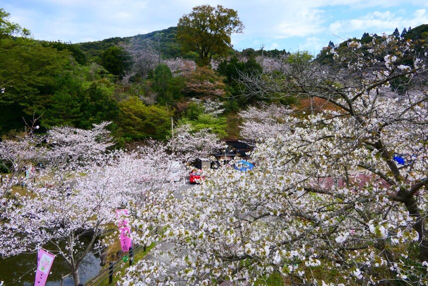 観音ケ池市民の森のサクラが満開-2