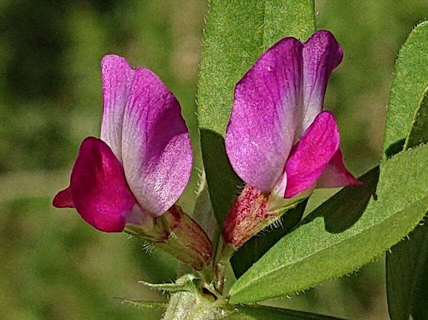 カラスノエンドウ