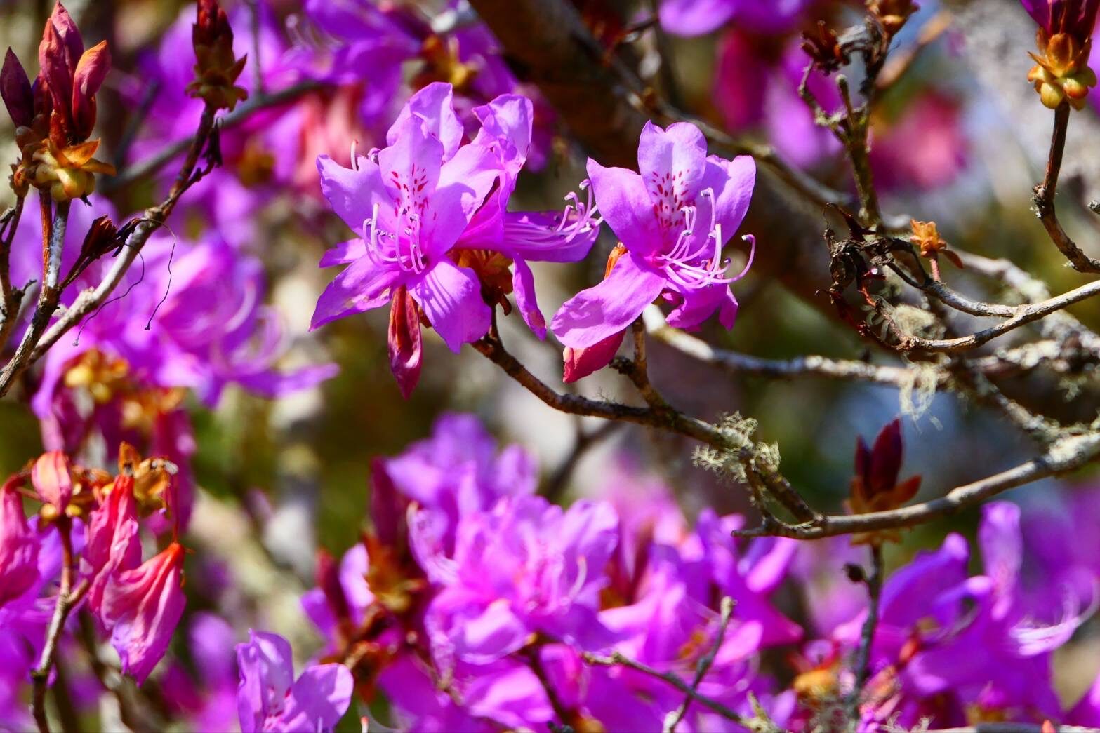さつま町岩ツツジ山-5